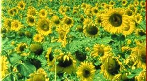 poster-1444917564231